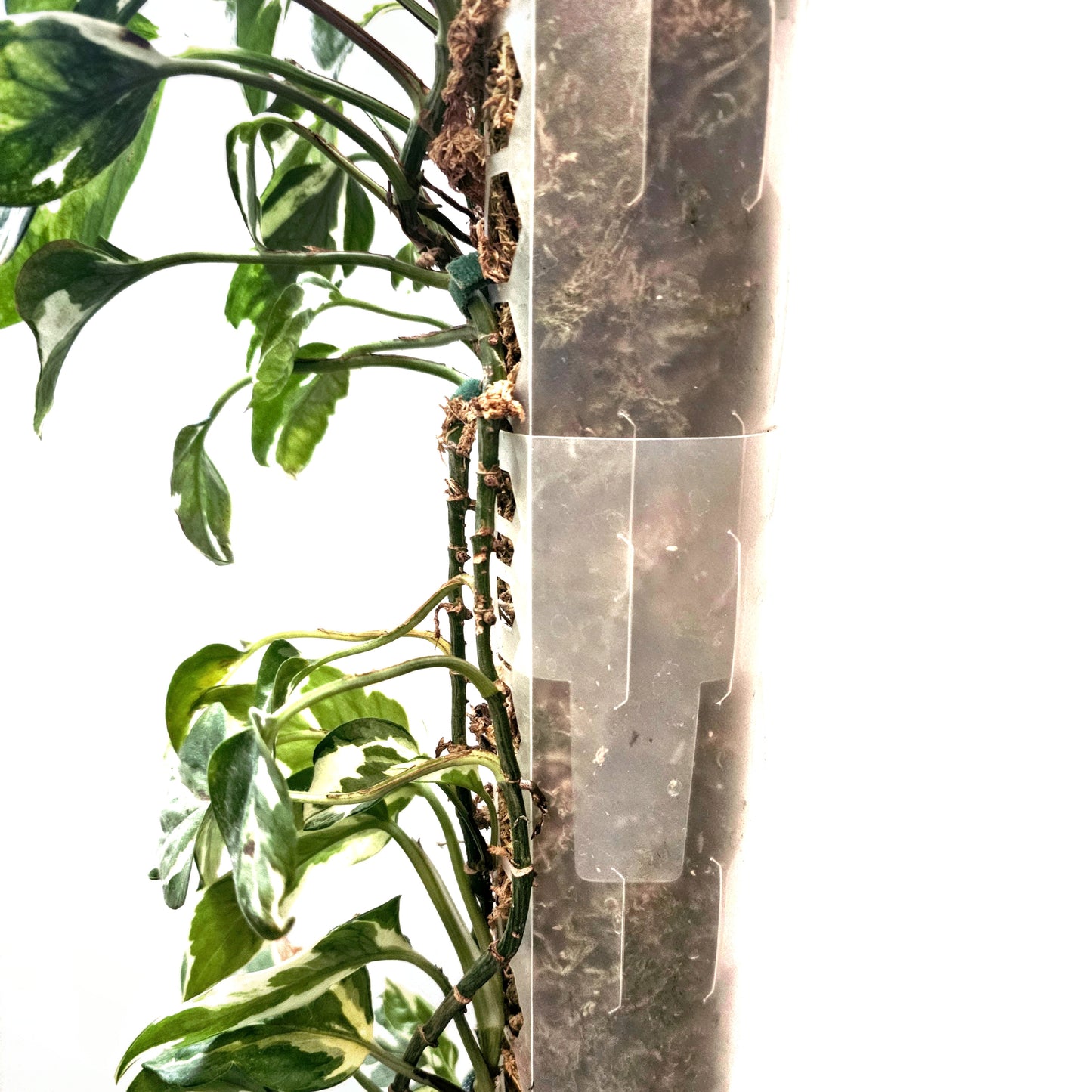 PlantThingy Media Pole_ (7).jpg