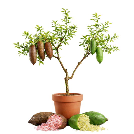 Fingerlime - brown and green.png