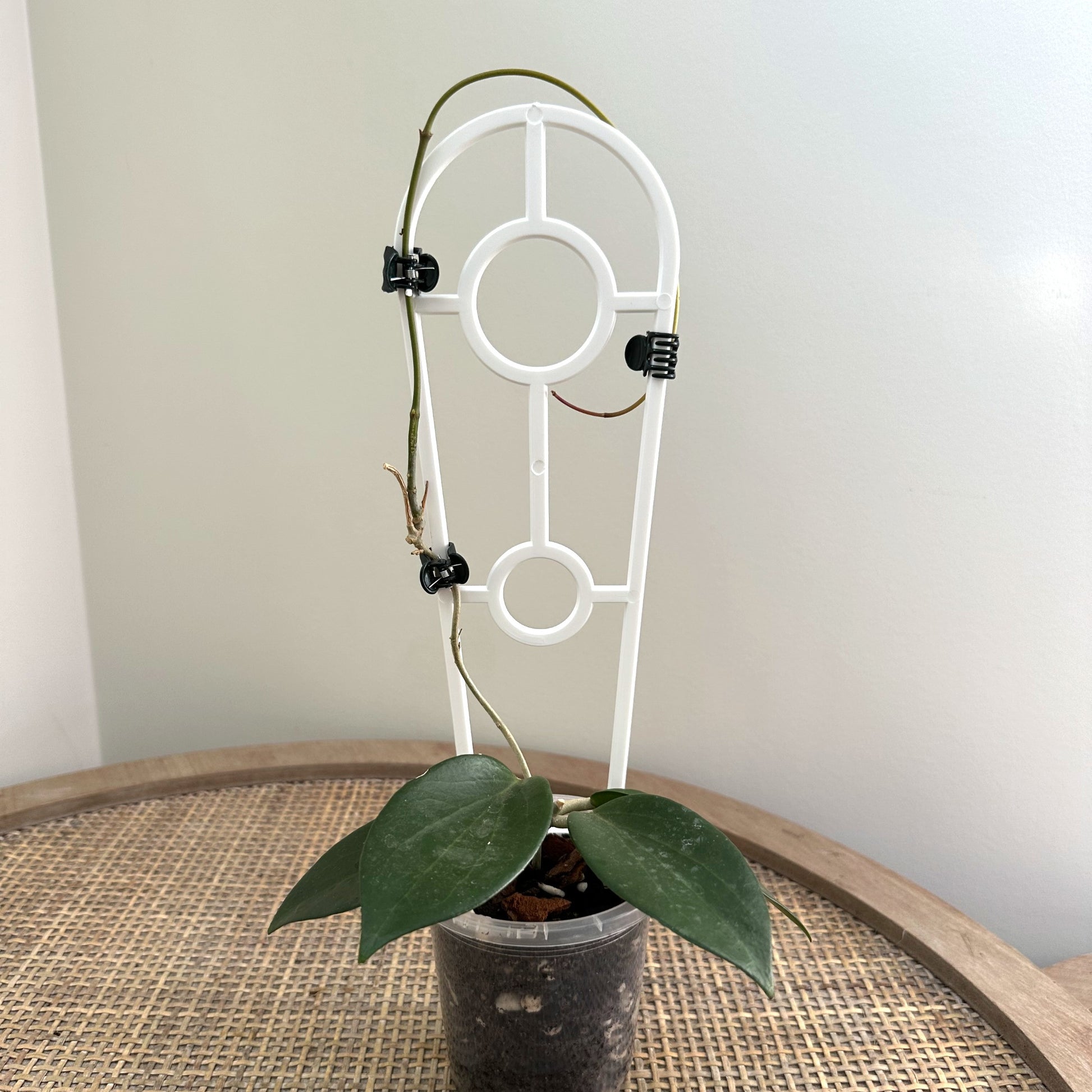 Plant Support trellis white 30 (1)_edited.jpg