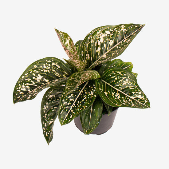 Aglaonema Tom's Pride 12cm Top View_edited.jpg