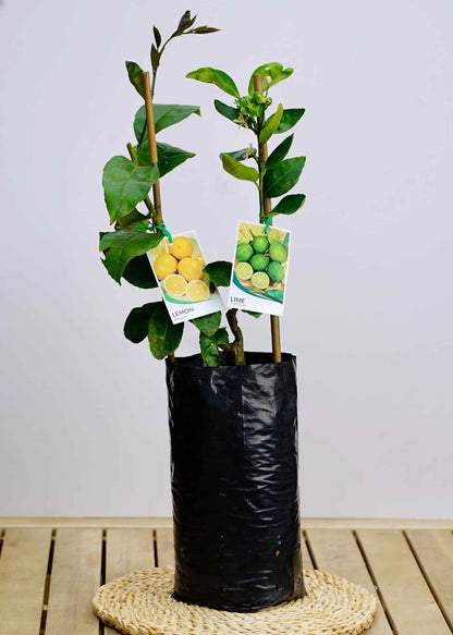Fruit Salad Trees - Lemon & Lime.avif