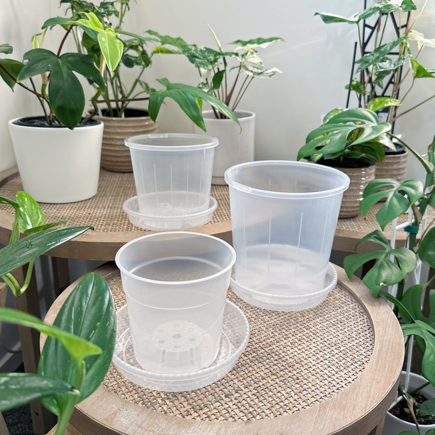 Clear Plant Saucer 14cm (3)_edited.jpg