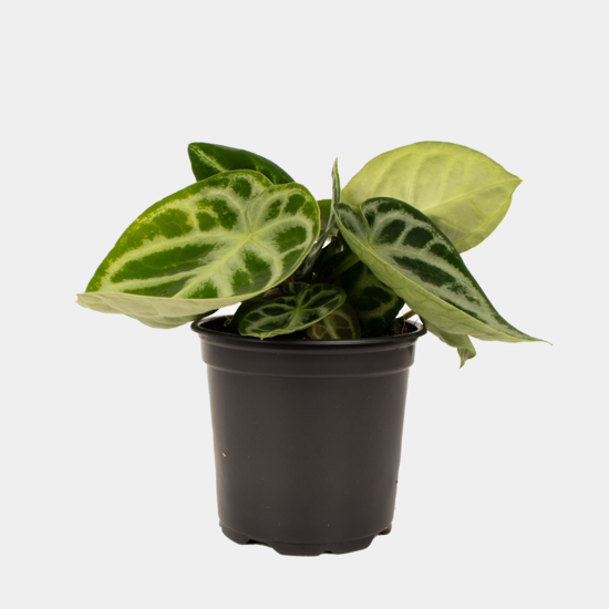 Anthurium Crystallinum.1.png