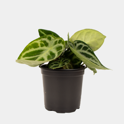 Anthurium Crystallinum.1.png