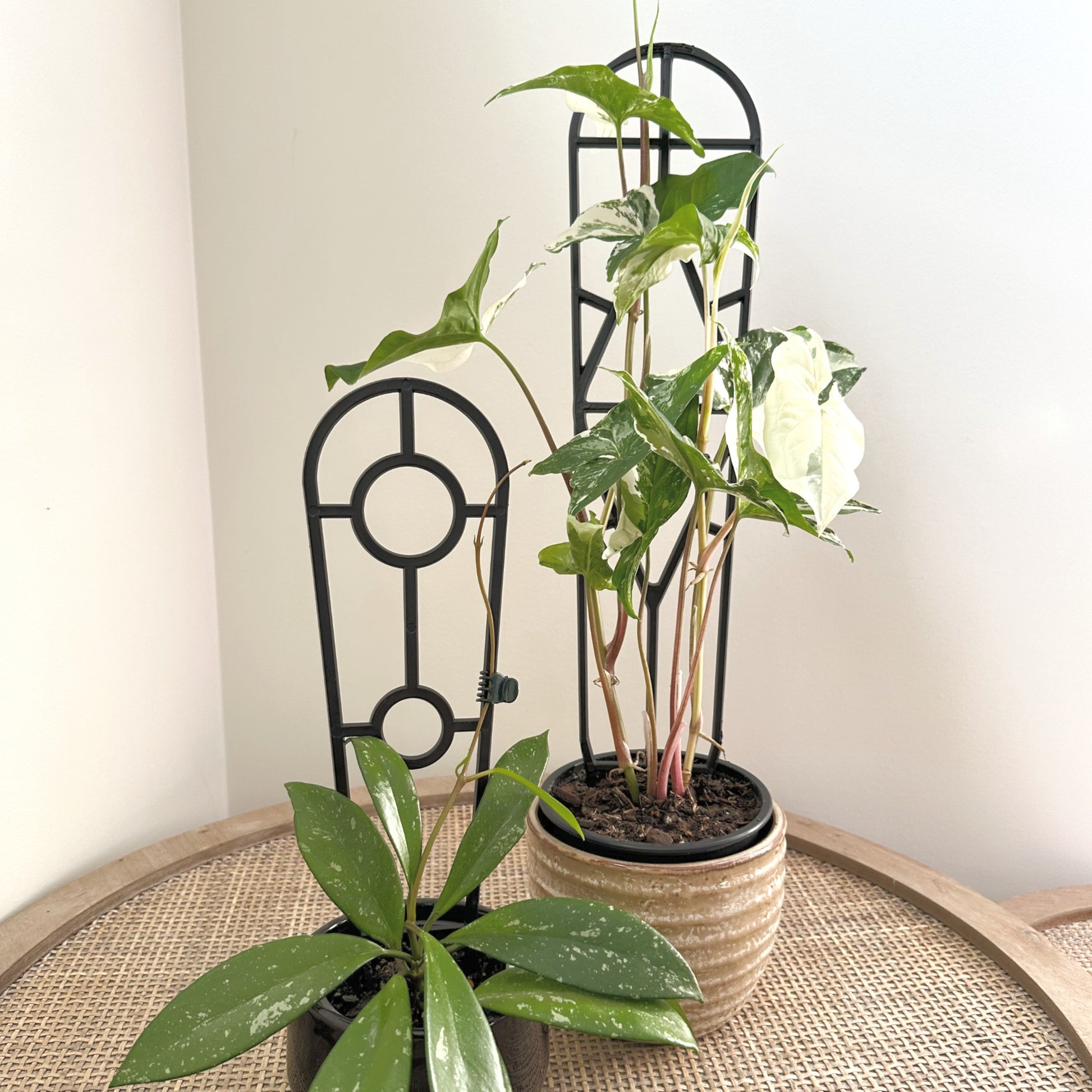 Plant Support trellis black 30 45 (5)_edited.jpg