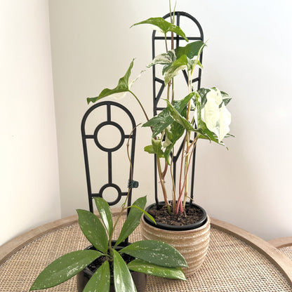 Plant Support trellis black 30 45 (5)_edited.jpg