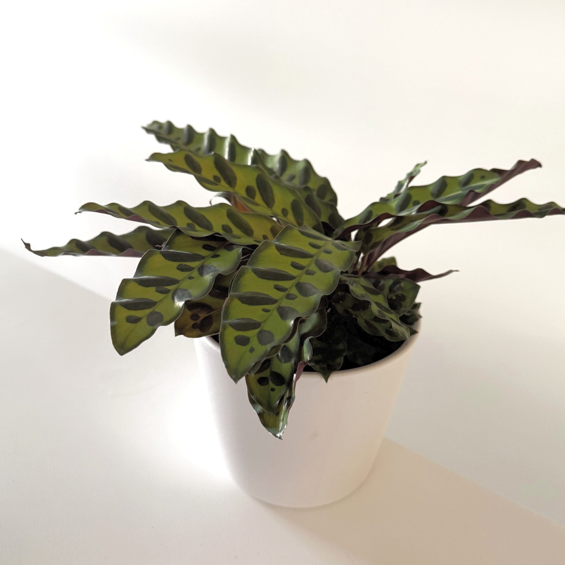 Calathea rattlesnake 14cm (5)_edited_edited.jpg