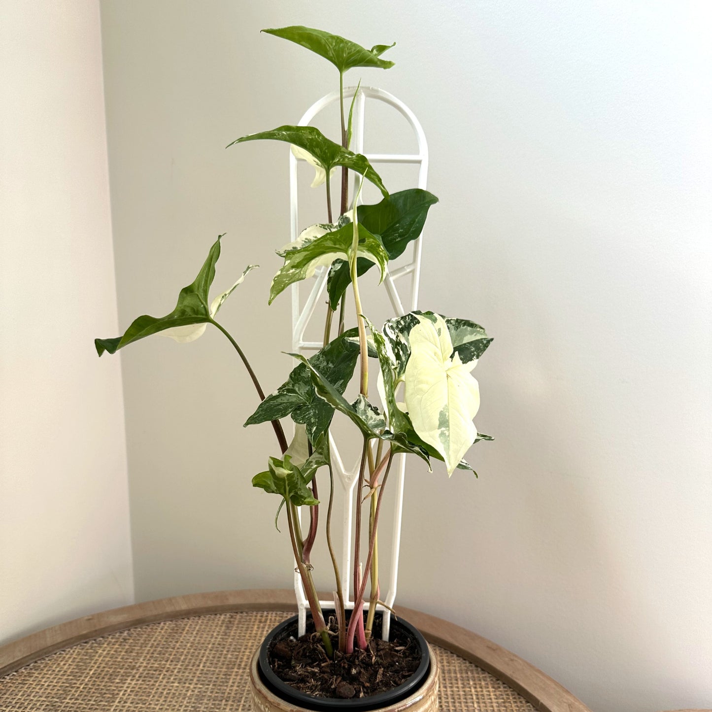 Plant Support trellis white 45 (1)_edited.jpg