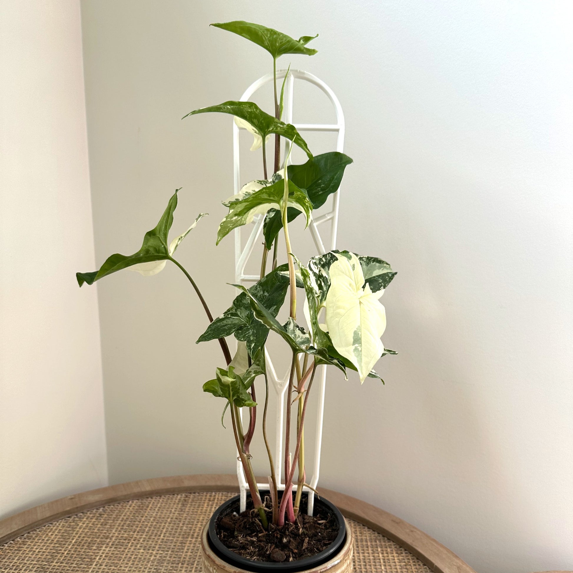 Plant Support trellis white 45 (1)_edited.jpg