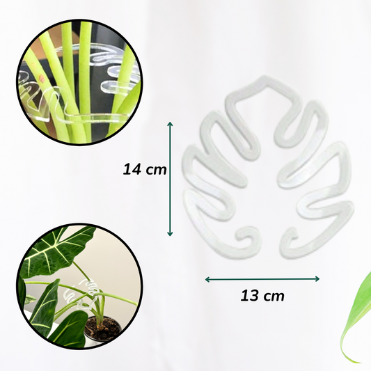 Plant Stem Bracket Monstera (2).png