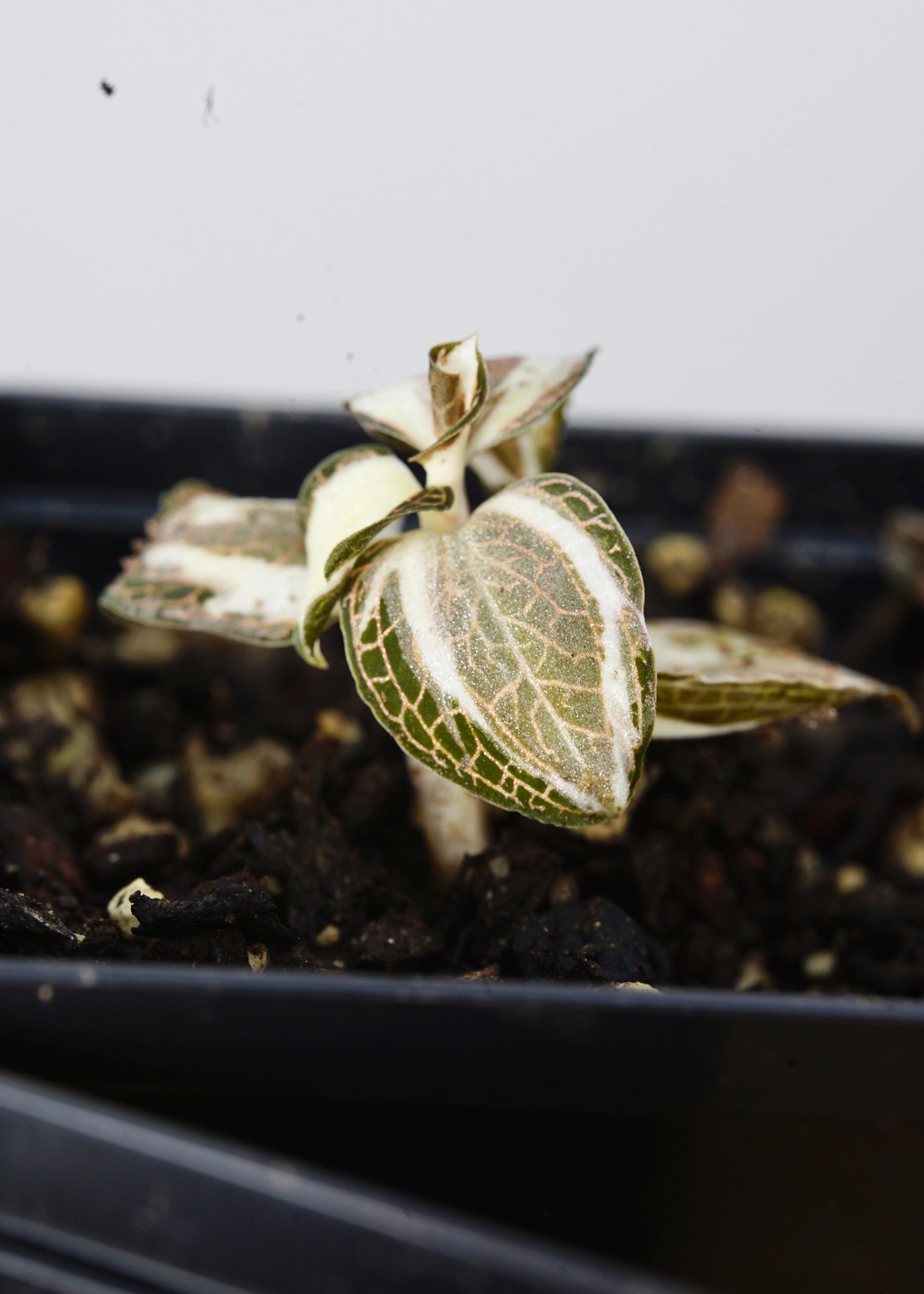 ?!label-Indicative photo