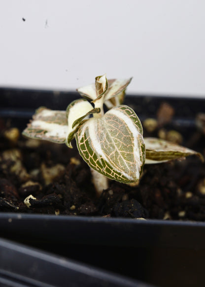 ?!label-Indicative photo