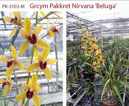 ?!label-Indicative photo