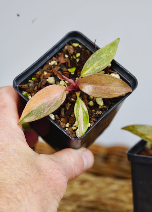 DSC04490.JPG