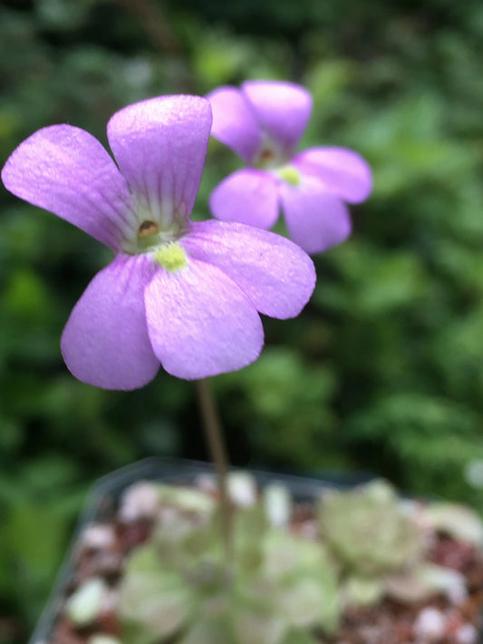 Pinguicula 'Florian' - Mexican Butterwort