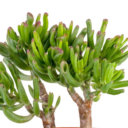 Crassula Ovata Gollum