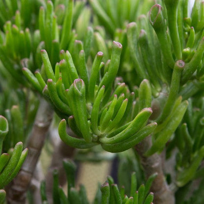 Crassula Ovata Gollum