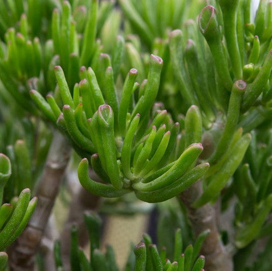 Crassula Ovata Gollum