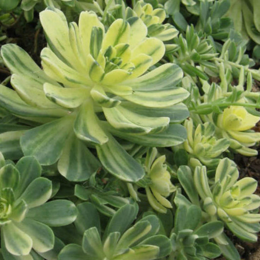 Aeonium Castello-Paivae 'Harry Mak' | Suncup