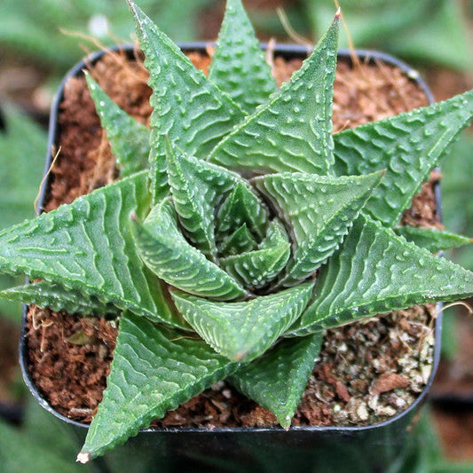 Haworthia Limifolia | Fairy Washboard