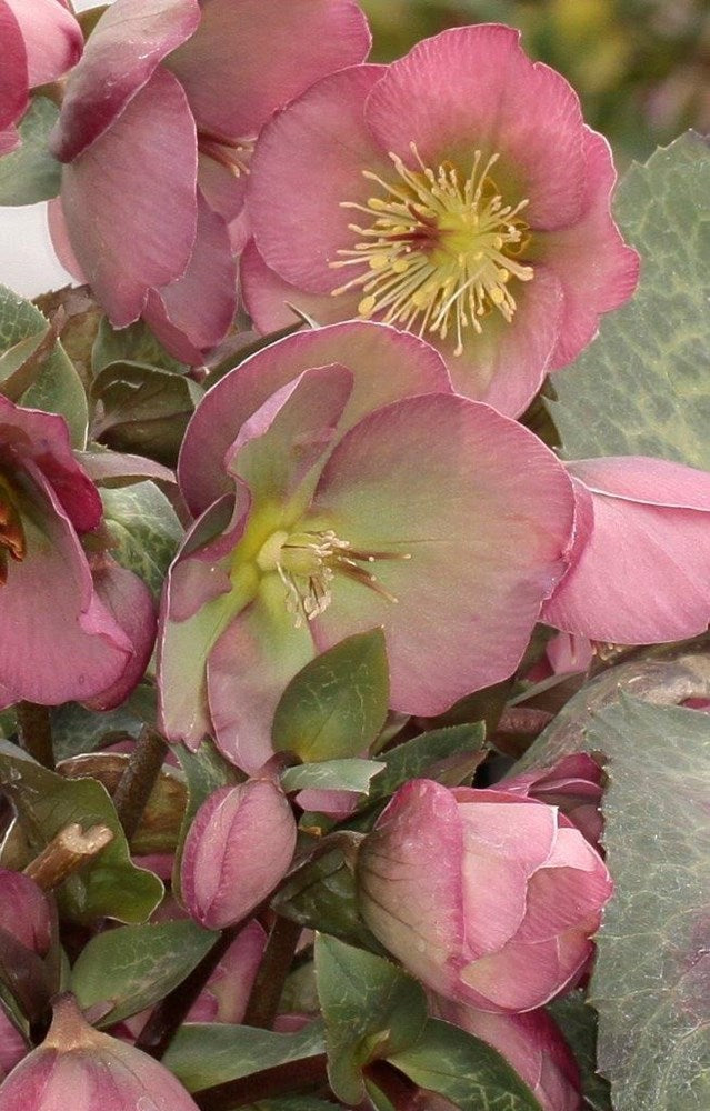 Hellebore - Winter Rose