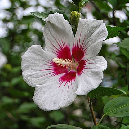 Hibiscus 'Red Heart'