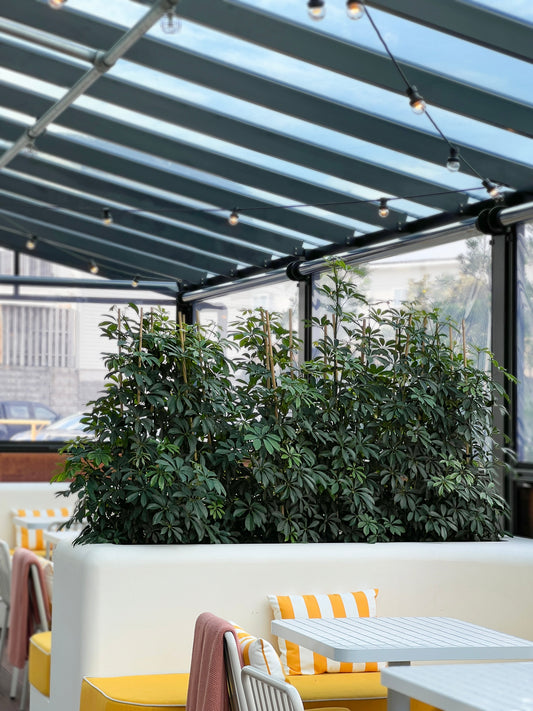 Schefflera Arboricola - Umbrella Plant