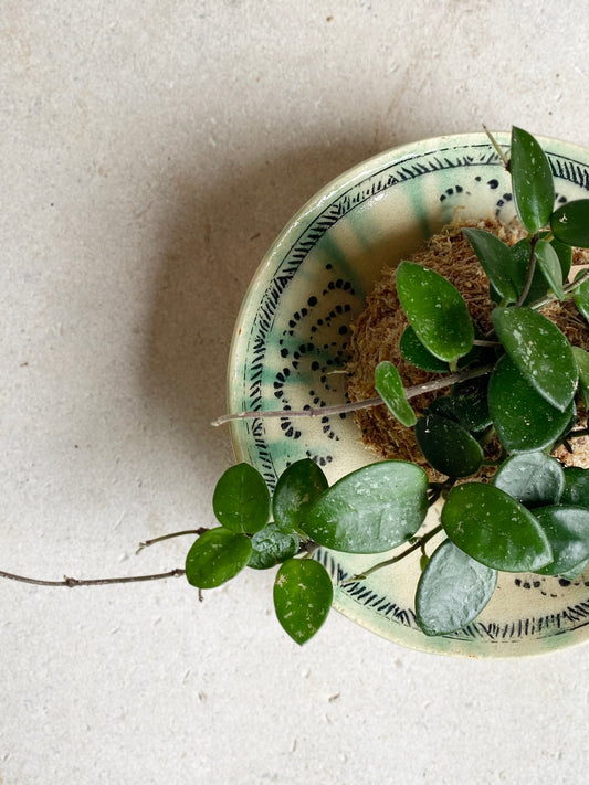 Kokedama: Hoya 'Mathilde'