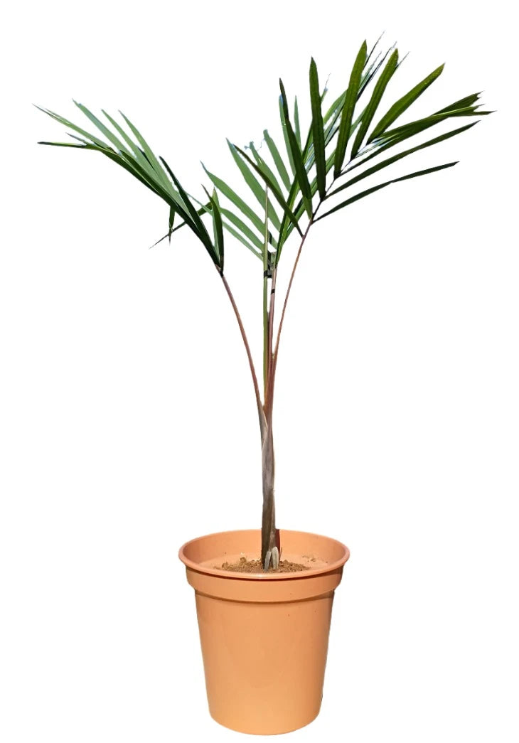 champagne palm plant Champagne Palm (Hyophorbe indica) for sale – Jungle Story