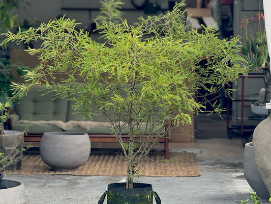 Kowhai- sophora microphylla XL