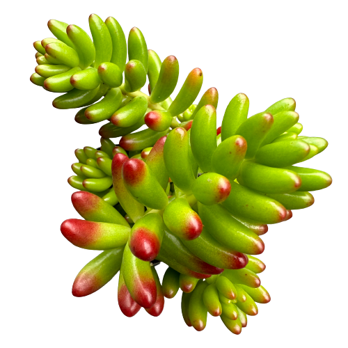 Sedum rubrotinctum 'RED JELLY BEANS'