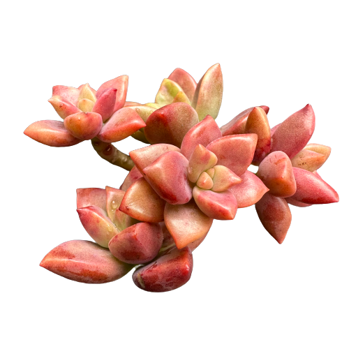 Graptosedum vera higgins 'MINI REDS'