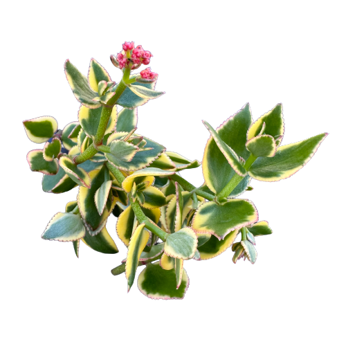 Crassula sarmentosa 'COMET'