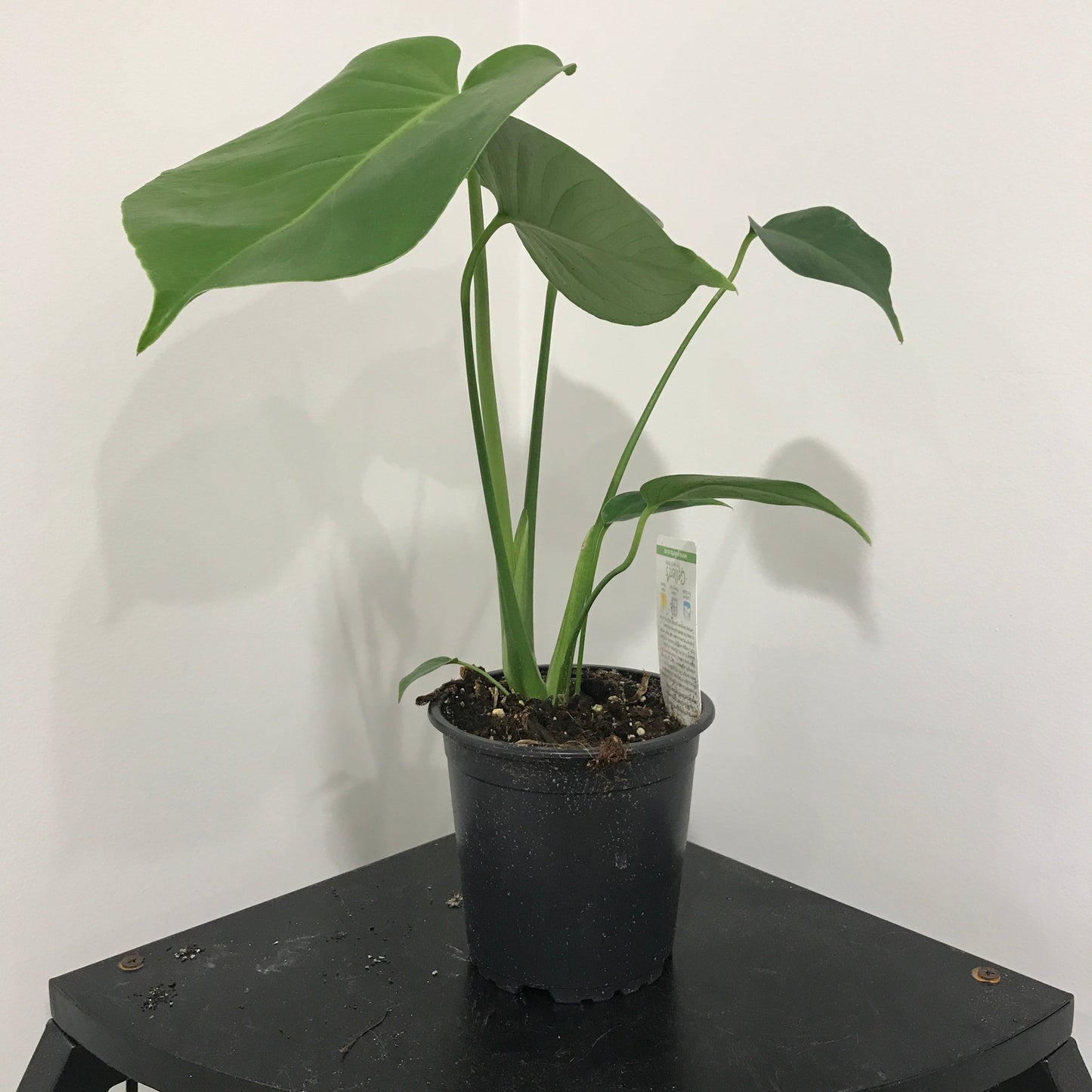 Monstera Deliciosa – Statement Plant NZ