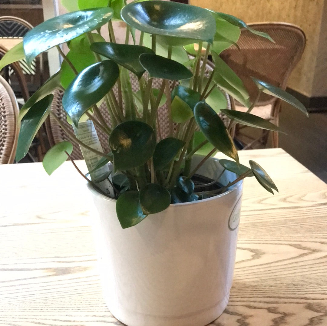 Peperomia Raindrop