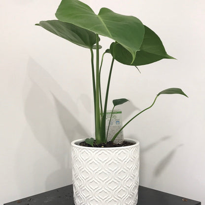 Monstera Deliciosa – Statement Plant NZ