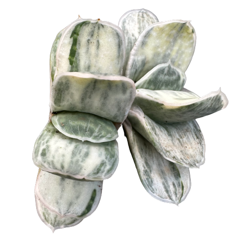 Gasteria variegata 'SAKURA FUJI'