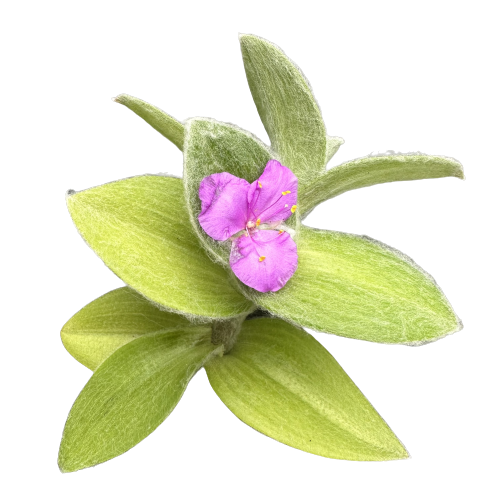 Tradescantia chrysophylla 'BUNNY EARS'