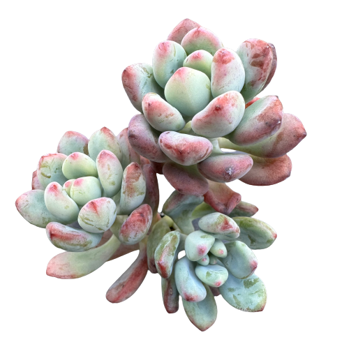 Graptopetalum pachyphyllum 'BLUE BEAN'