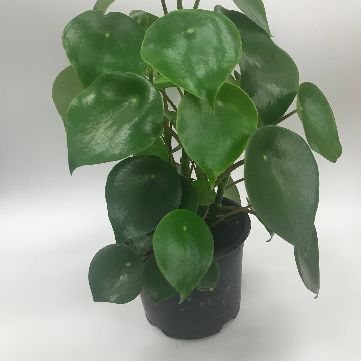 Peperomia Raindrop