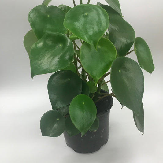 Peperomia Raindrop