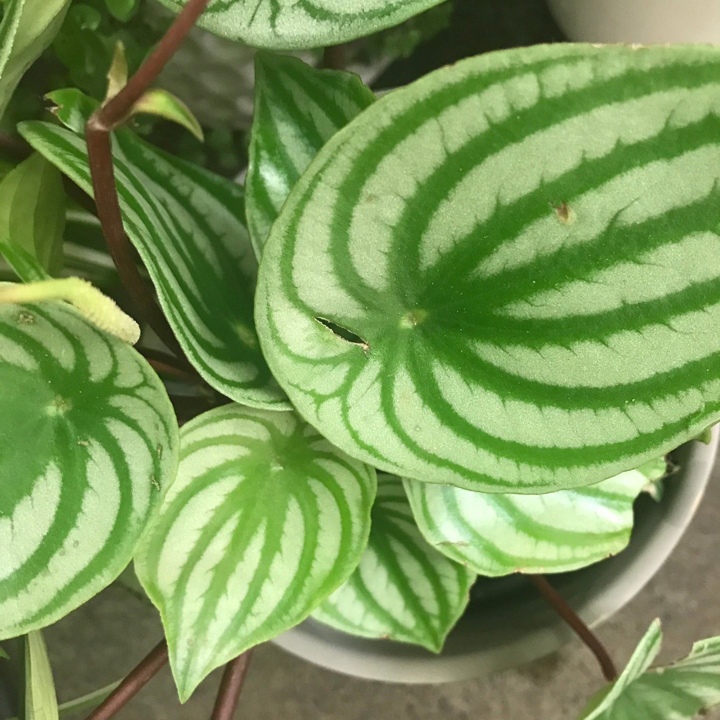 Peperomia Watermelon