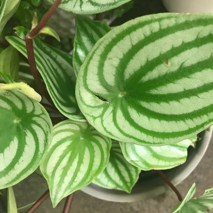 Peperomia Watermelon