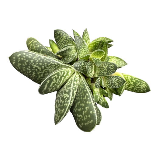 Gasteria pillansii 'CLASSIC'