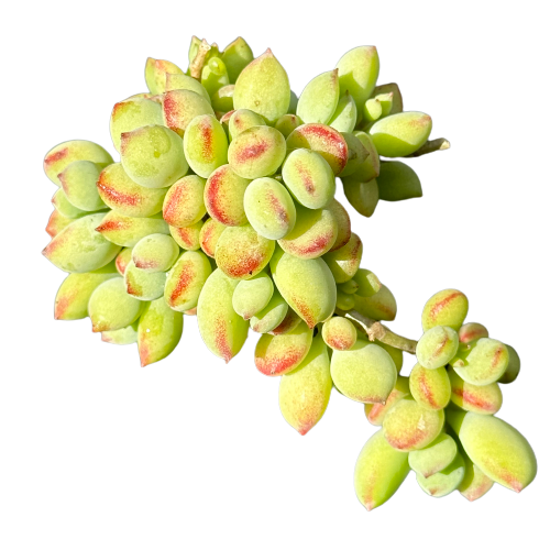 Cotyledon pendens 'CLIFF COTYLEDON'