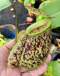Nepenthes Lowland Assorted Hybrids - Lowland Tropical Pitcher Plant