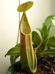Nepenthes sanguinea - Intermediate Tropical Pitcher Plant