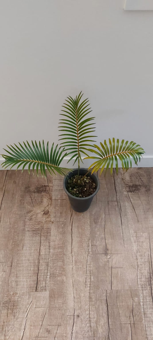 Macrozamia peroffskyana