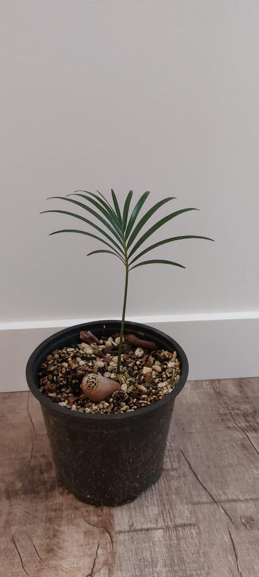 Macrozamia peroffskyana