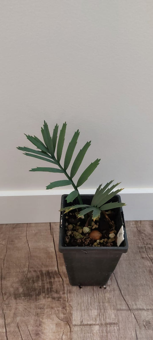 Encephalartos trispinosus